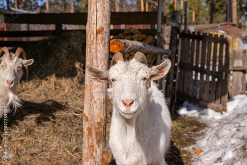 Photos Young white female goat with horns stands in a pen on a sunny day