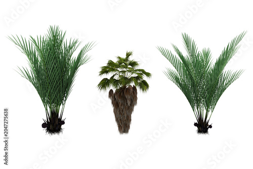 Billede på lærred Two green palm trees one central hairy fan palm leaves botanical collection