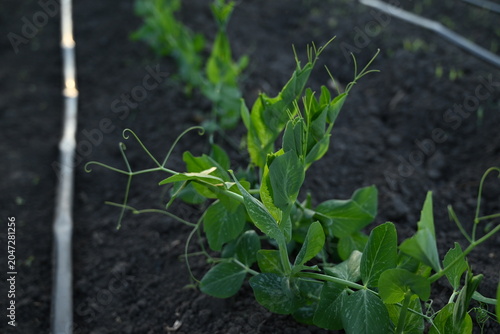 Foto Young green pea sprouts grow in a row in the garden