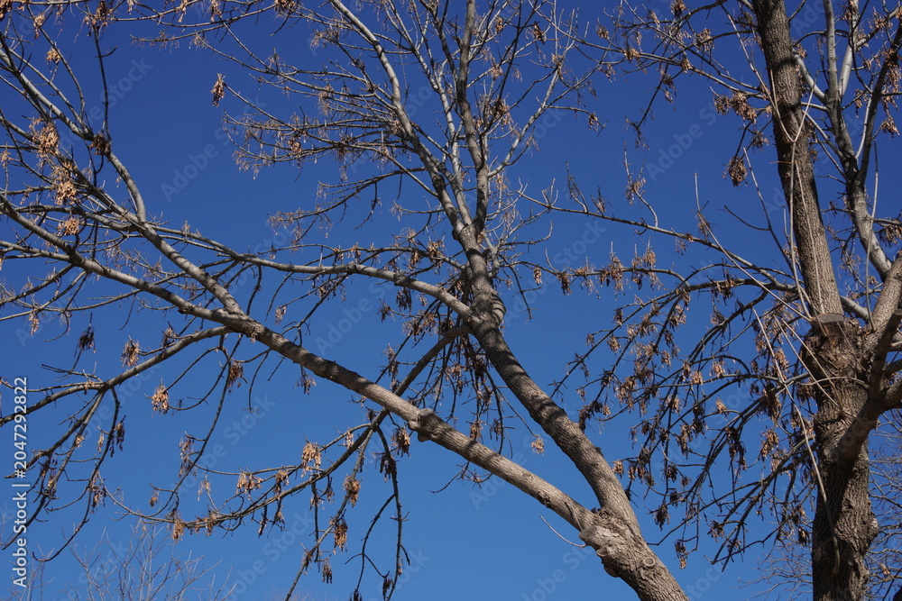 Obraz premium Bare tree branches against clear blue sky in winter season