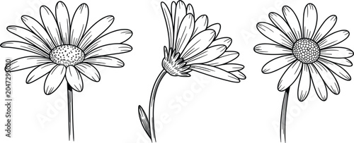 Tableau sur toile Daisy flower sketch outline set, hand drawn black chamomile botanical illustrati