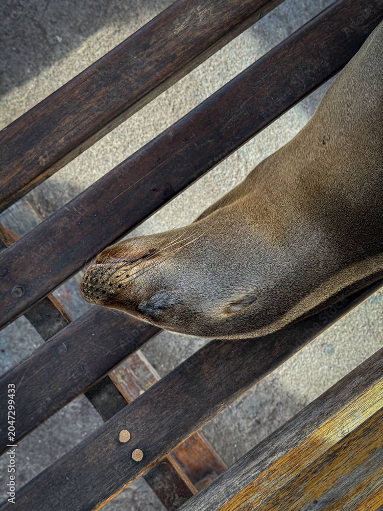 Obraz premium Low angle of sea lion sleeping on pier bench at night, Galapagos Islands. Wide perspective with bokeh lights, metal railing and canopy above.