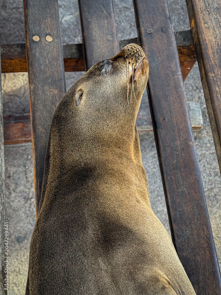 Obraz premium Macro portrait of sleeping sea lion on wooden planks, Galapagos Islands. Extreme close up of snout with long whiskers and spotted nose at night.