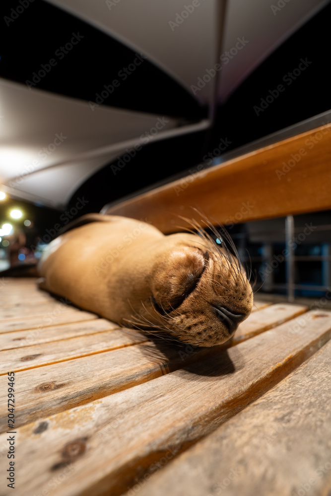 Obraz premium Wide angle of sea lion pup curled on pier bench, Galapagos Islands. Low perspective with canopy, street lights and blurred figure in background.