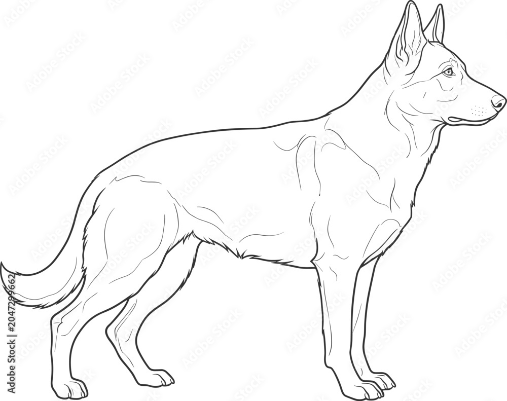 Fototapeta premium Detailed line drawing of strong alert dog in profile with upright ears and muscular body for educational illustration use