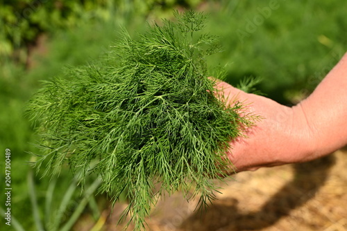 Fotografía Freshly harvested green dill Anethum graveolens branch bunch in hand