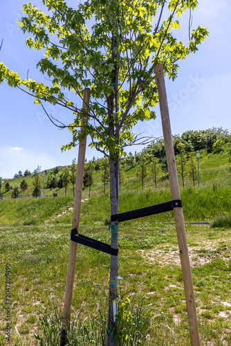Young Tree Supported by Wooden Stakes and Protective Straps