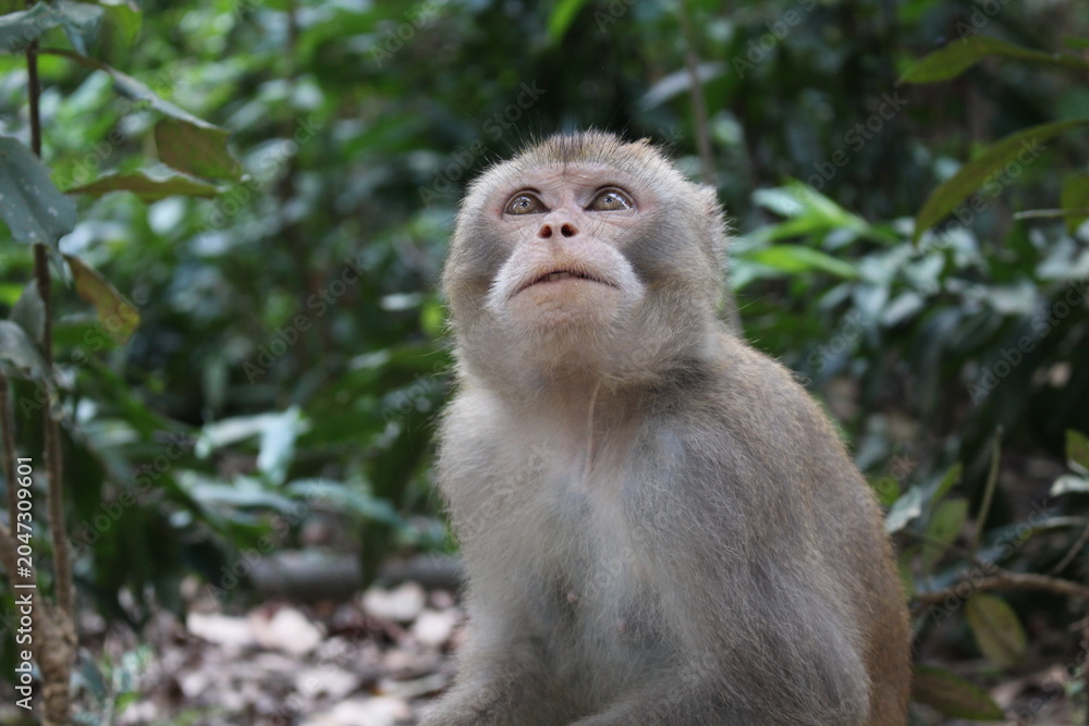 Obraz premium Monkey looking