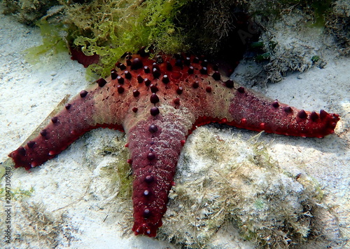 Obraz na płótnie Philippines sea life