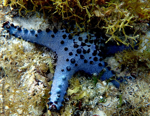 Obraz na płótnie Philippines sea life