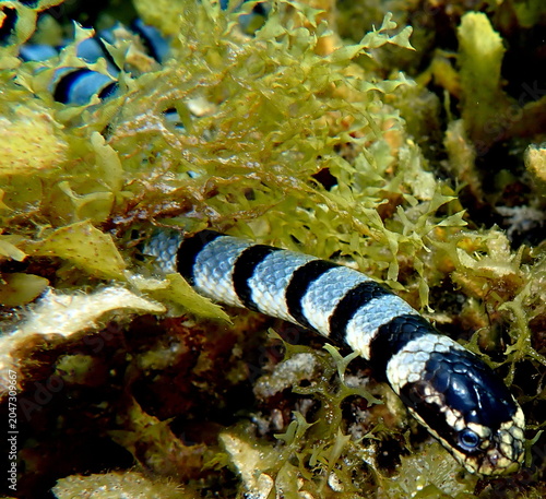 Obraz na płótnie Philippines sea life