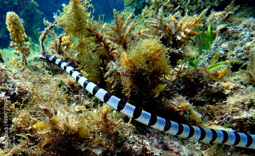 Obraz na płótnie Philippines sea life