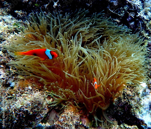 Obraz na płótnie Philippines sea life