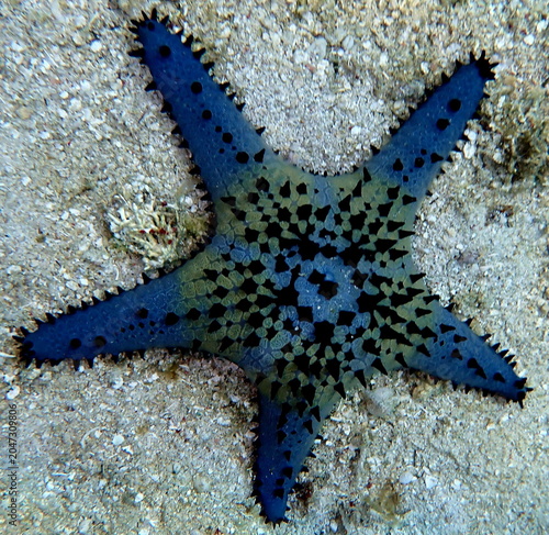 Obraz na płótnie Philippines sea life