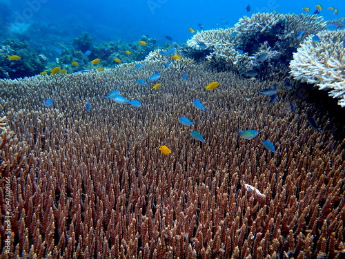 Obraz na płótnie Philippines sea life