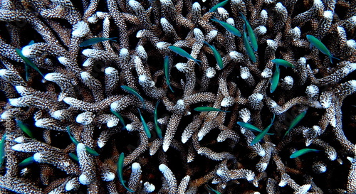 Obraz na płótnie Philippines sea life