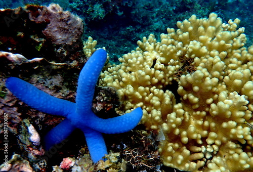 Obraz na płótnie Philippines sea life