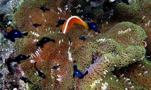 Obraz na płótnie Philippines sea life