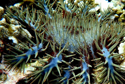 Obraz na płótnie Philippines sea life