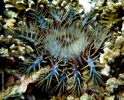 Obraz na płótnie Philippines sea life
