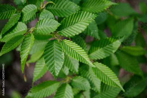 Hornbeam, Carpinus, betulus, Young, fresh, green leaves on branches in spring. The ribbed, textured surface of tree leaves. Common hornbeam, European hornbeam, Corylaceae