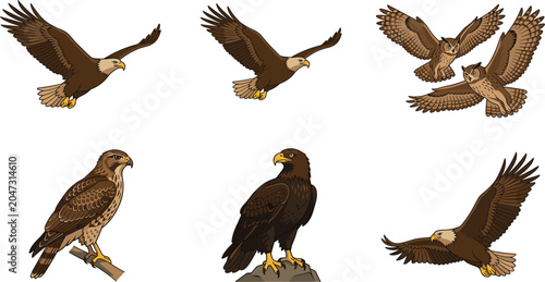 Foto Birds of prey vector set featuring bald eagle owl and hawk illustrations in flyi