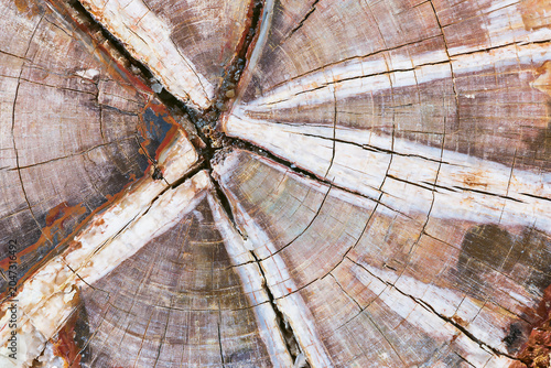 Obraz na plátně Natural abstract pattern of petrified wood with crystalline centers