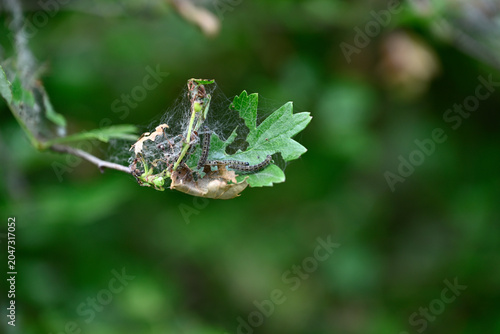 Caterpillars of ermine moth. Net on hawthorn with caterpillars of an ermine moth. Blurred background.