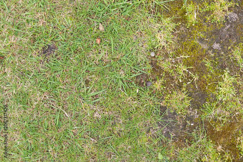 Fotografie Green damaged lawn or Grass and Mossy Soil Texture – Symbol and Background Struc