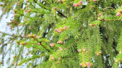 Vibrant green spruce branches covered in small young pink pine cones. Spring nature, botanical studies, forestry, biodiversity, seasonal background