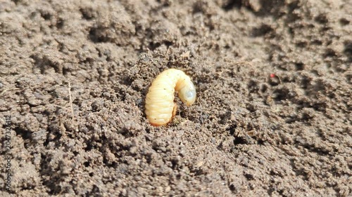 Close-up of white May beetle grub (larva) digging into dark soil. Gardening, agricultural pests, soil biology, farming, ecological concepts