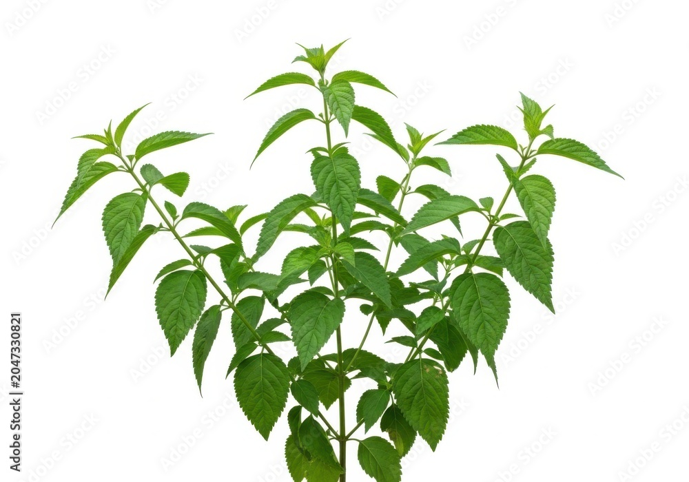 Obraz premium Fresh Green Basil Plant on White Background