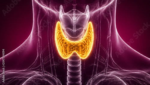 Thyroid gland medical illustration with glowing endocrine anatomy