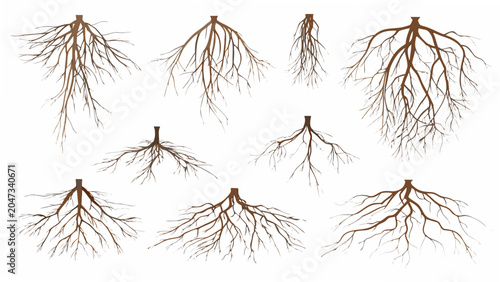 Obraz na plátne Collection of exposed plant roots a vector illustration with a neutral colored b