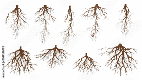 Slika na platnu Collection of exposed plant roots a vector illustration with varying shapes and