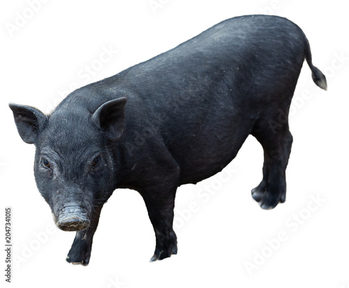 Cute black baby-pigs on the farm