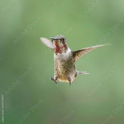 Hummingbird in Flight with Red Throat