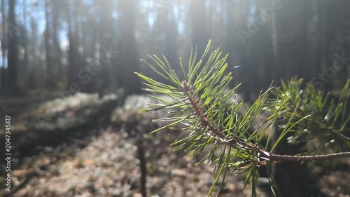 Close-up of green pine branch in forest in bright sunlight. Nature background, ecology, forestry and tranquil background concepts