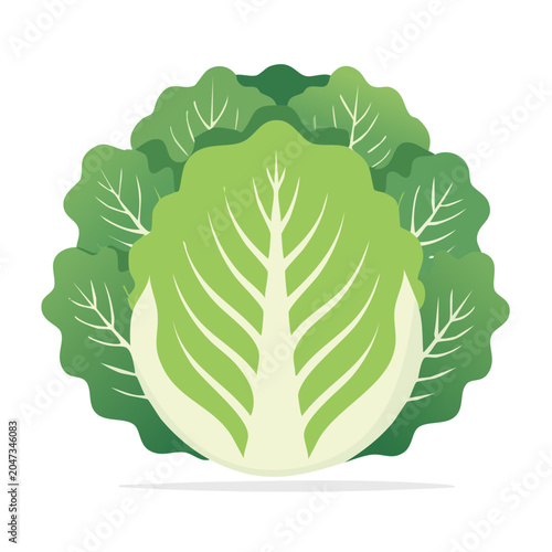 Flat design illustration of a fresh green cabbage
