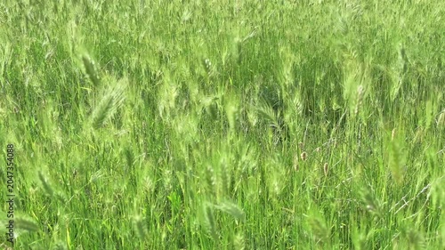ears of grass sway in wind in steppe, close-up, slow motion
