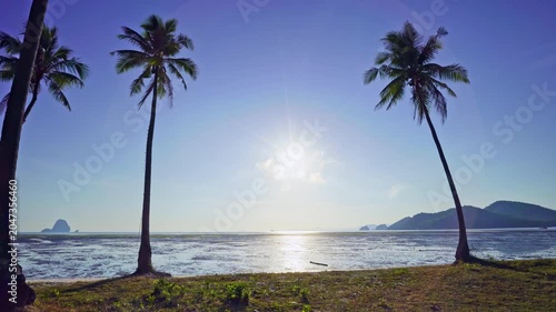 Amazing view shoot of palm trees with coconuts in the tropical Good weather day in the phuket island