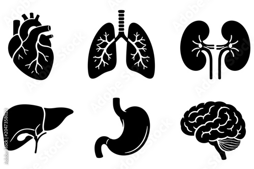 Science laboratory set of body organs heart lungs liver and brain