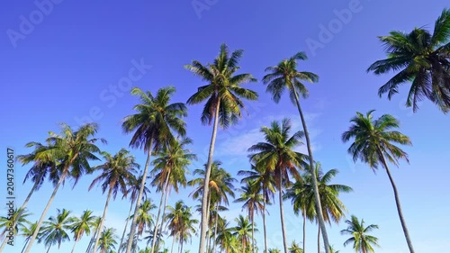 Amazing view shoot of palm trees with coconuts in the tropical Good weather day in the phuket island