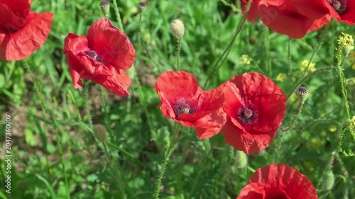 red poppy flowers sway in the wind, close-up, slow motion
