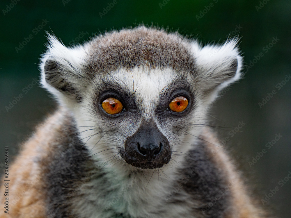 Fototapeta premium Close-up portrait of cute ring-tailed lemur looking directly