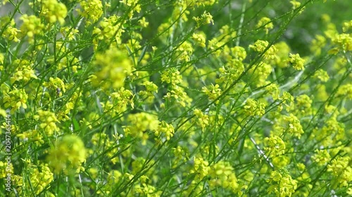 yellow wildflowers in the wind, close-up, slow motion
