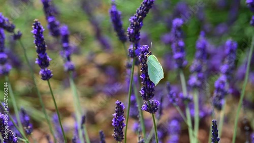 Cleopatra butterfly (Gonepteryx cleopatra) sitting on blossoming lavender in the Provence in France during a sunny summer day. Slow motion clip.