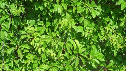 wall of green leaves of plants in wind, slow motion

