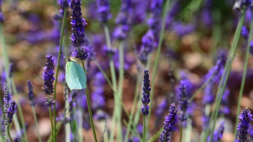 Cleopatra butterfly (Gonepteryx cleopatra) sitting on blossoming lavender in the Provence in France during a sunny summer day. Slow motion clip.