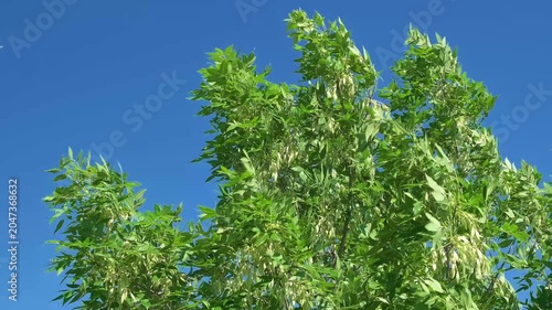 green leaves on the branches of tree swaying in wind, slow motion
